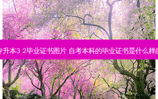 专升本3 2毕业证书图片 自考本科的毕业证书是什么样的