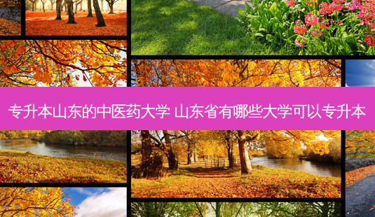 专升本山东的中医药大学 山东省有哪些大学可以专升本-第1张图片-天智网 专升本山东的中医药大学 山东省有哪些大学可以专升本-第1张图片-天智网